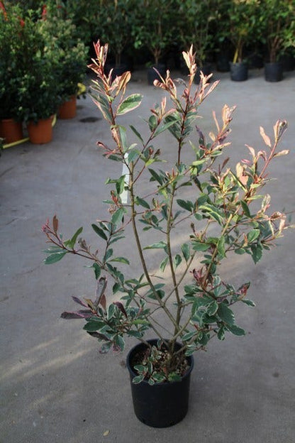  Glansmispel (Photinia Pink Marble)