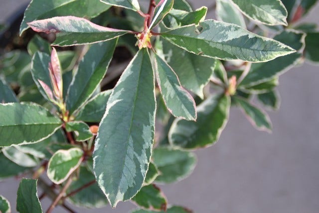  Glansmispel (Photinia Pink Marble)