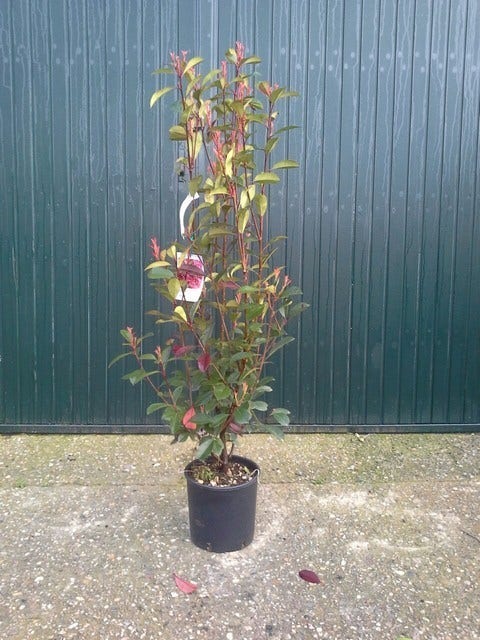  Glansmispel (Photinia Fraseri 'Red Robin')