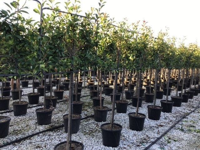  Glansmispel Halfstam Als Leiboom (Photinia Fraseri 'Red Robin')