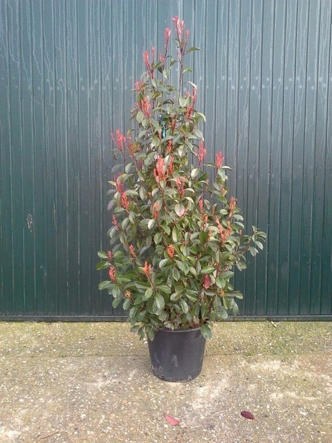  Glansmispel (Photinia Fraseri 'Red Robin')