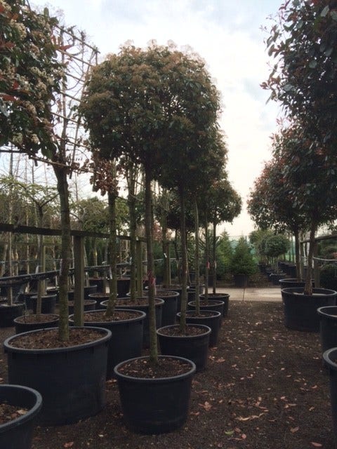  Glansmispel Als Boom (Photinia Fraseri 'Red Robin')