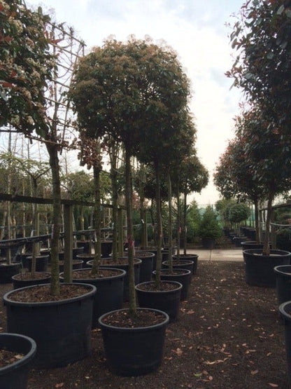  Glansmispel Als Boom (Photinia Fraseri 'Red Robin')