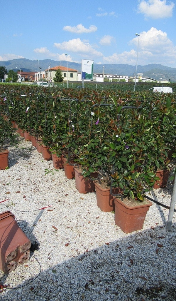 Glansmispel Als Leivorm (Photinia Fraseri 'Red Robin')