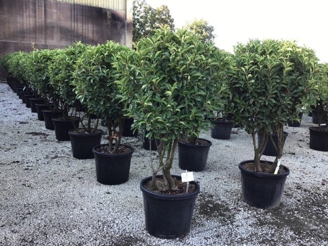  Meerstammige Glansmispel (Photinia Fraseri 'Red Robin')