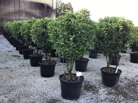  Meerstammige Glansmispel (Photinia Fraseri 'Red Robin')