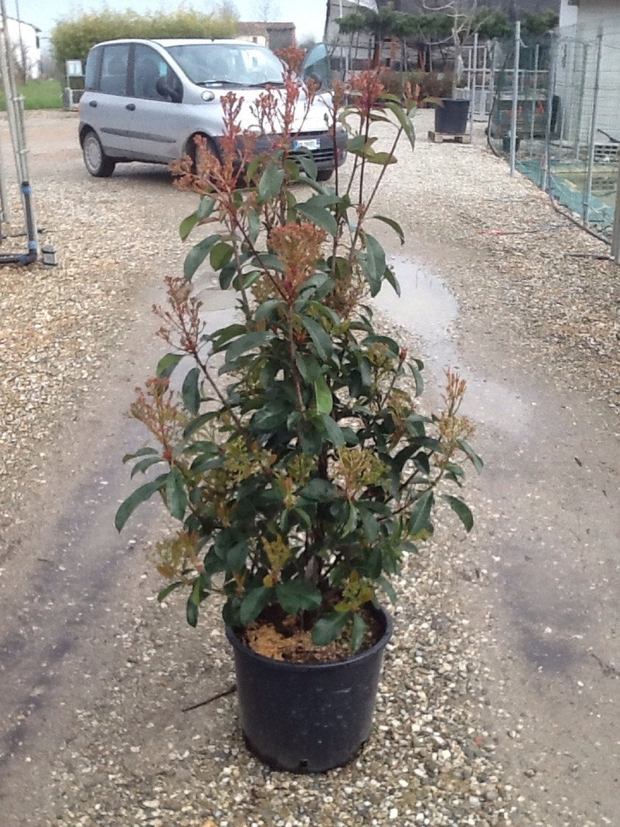  Glansmispel (Photinia 'Robusta Compacta')