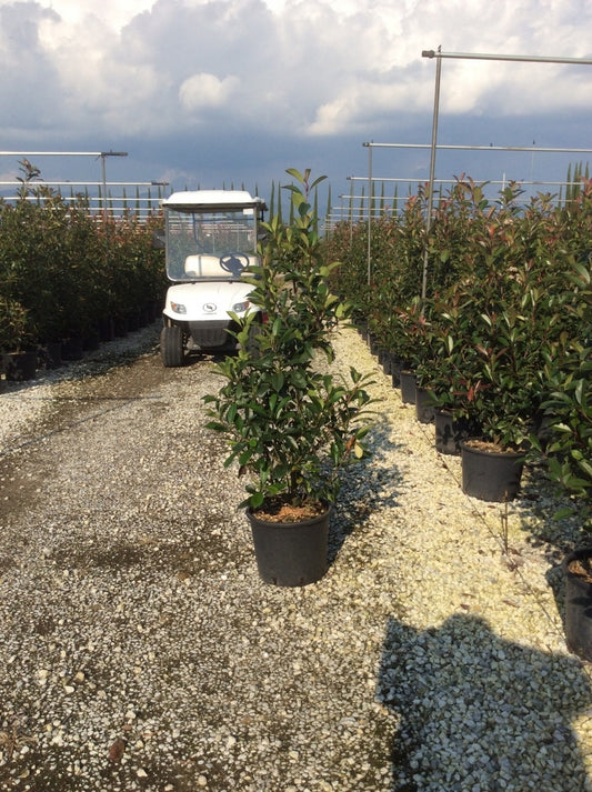  Glansmispel (Photinia 'Robusta Compacta')