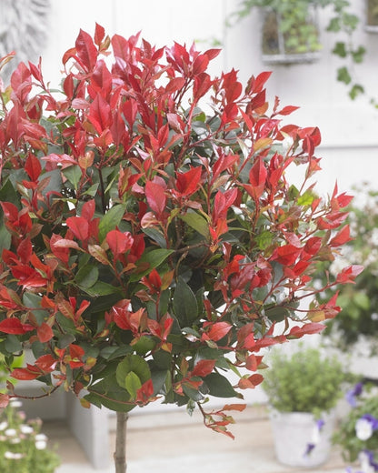 Glansmispel Op Stam (Photinia Fraseri 'Little Red Robin')