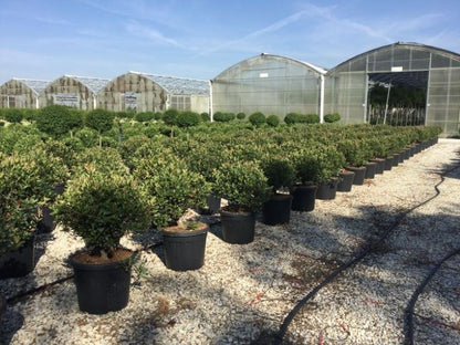  Glansmispel Als Bolvorm (Photinia Fraseri 'Carré Rouge')