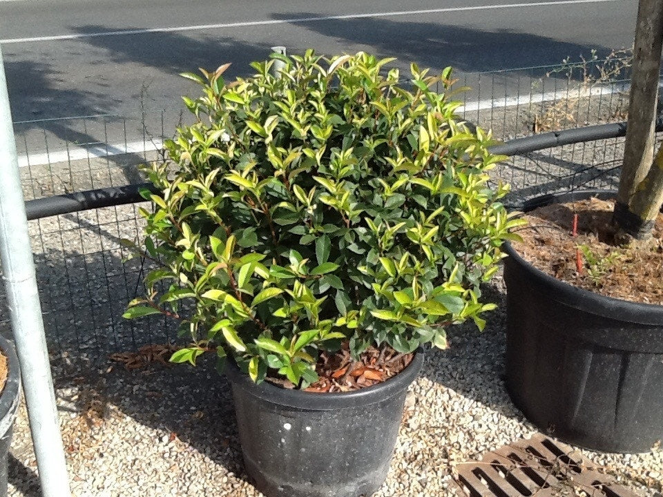  Glansmispel Als Bolvorm (Photinia Fraseri 'Carré Rouge')