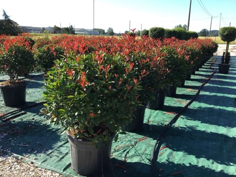  Glansmispel Als Bolvorm (Photinia Fraseri 'Carré Rouge')