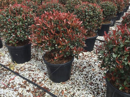  Glansmispel Als Bolvorm (Photinia Fraseri 'Carré Rouge')