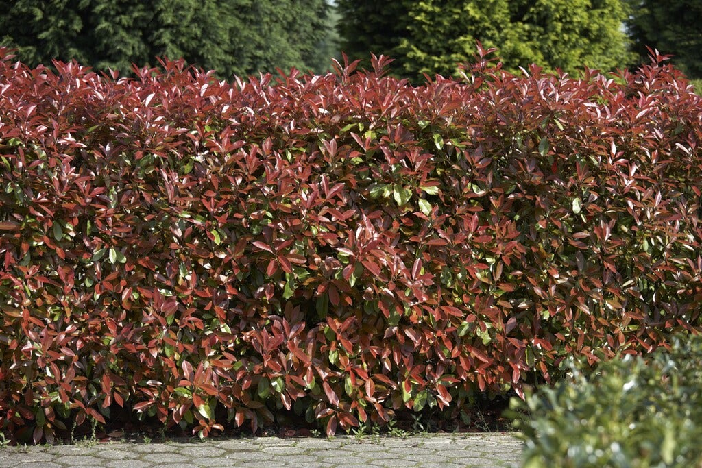  Glansmispel (Photinia Fraseri 'Red Robin')