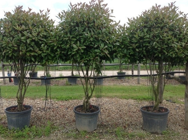  Meerstammige Glansmispel (Photinia Fraseri 'Red Robin')