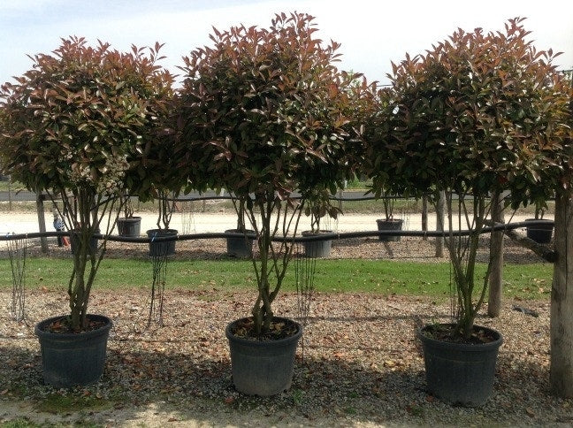 Meerstammige Glansmispel (Photinia Fraseri 'Red Robin')