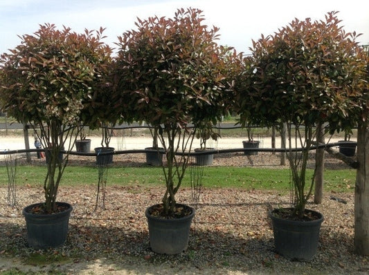  Meerstammige Glansmispel (Photinia Fraseri 'Red Robin')