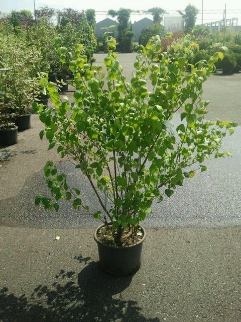  Boerenjasmijn (Philadelphus 'Virginal')