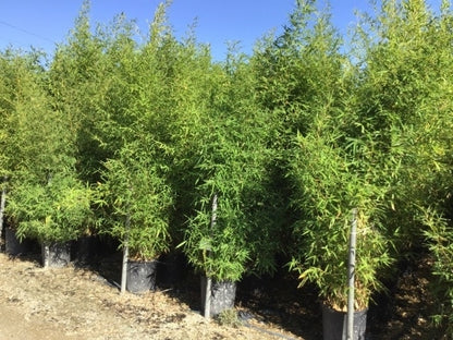  Bamboe (Phyllostachys Aurea)