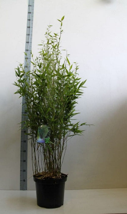  Bamboe (Phyllostachys Bissetii)
