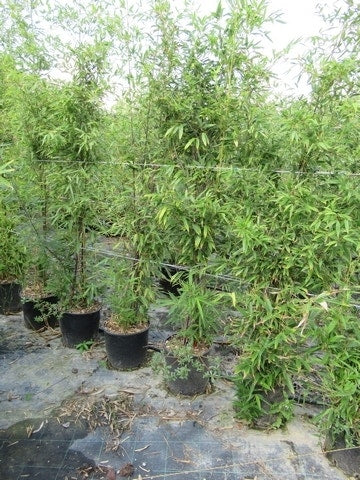  Bamboe (Phyllostachys Aureosulcata 'Spectabilis')
