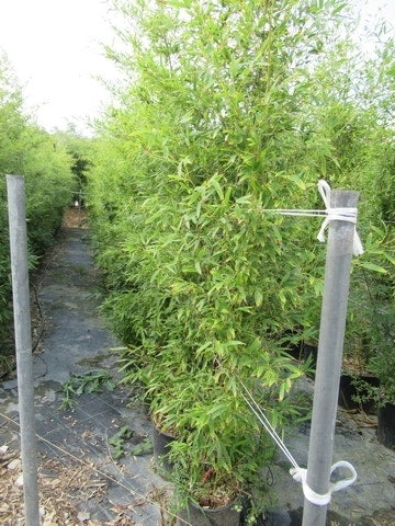  Bamboe (Phyllostachys Aurea)