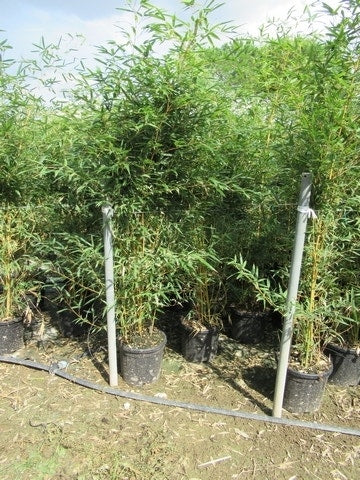  Bamboe (Phyllostachys Aurea)