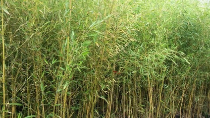  Bamboe (Phyllostachys Aurea)