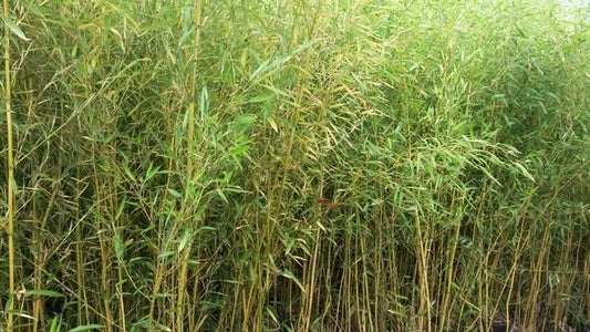  Bamboe (Phyllostachys Aurea)