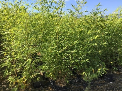  Bamboe (Phyllostachys Aurea)