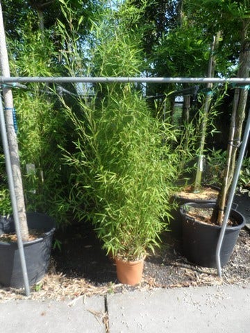  Bamboe (Phyllostachys Aurea)