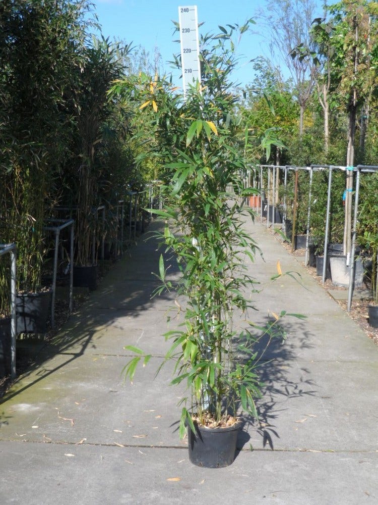  Bamboe (Phyllostachys Aurea)