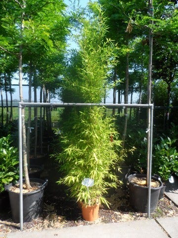  Bamboe (Phyllostachys Aurea)
