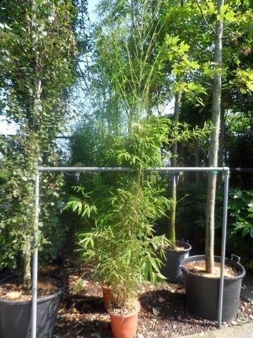  Bamboe (Phyllostachys Aurea)