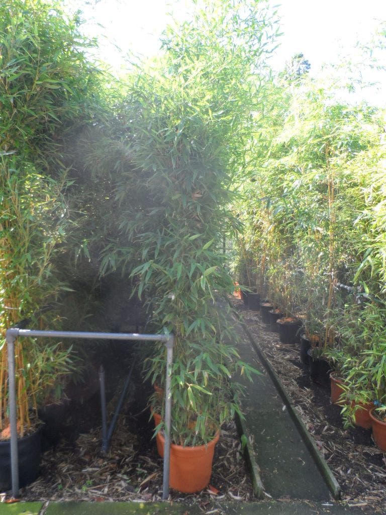  Bamboe (Phyllostachys Aurea)