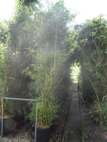  Bamboe (Phyllostachys Aurea)