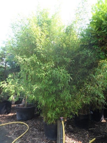  Bamboe (Phyllostachys Aurea)