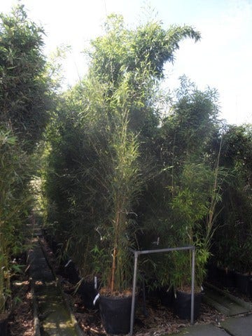  Bamboe (Phyllostachys Aurea)