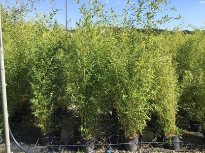  Bamboe (Phyllostachys Aureosulcata 'Spectabilis')