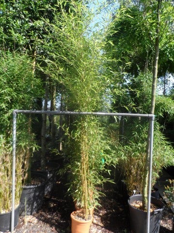  Bamboe (Phyllostachys Aureosulcata 'Spectabilis')