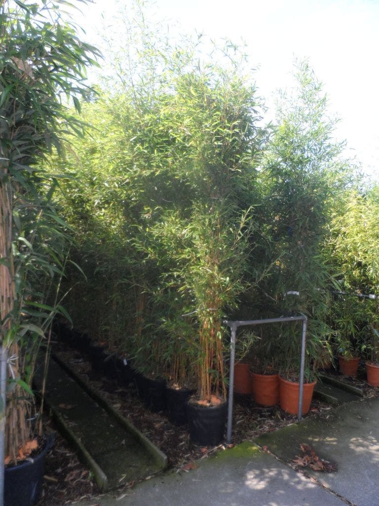  Bamboe (Phyllostachys Aureosulcata 'Spectabilis')