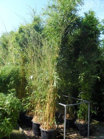  Bamboe (Phyllostachys Aureosulcata 'Spectabilis')
