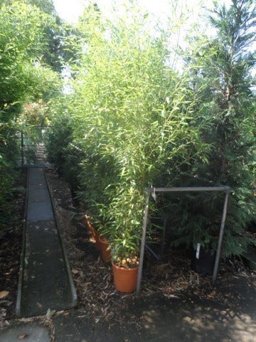  Bamboe (Phyllostachys Bissetii)