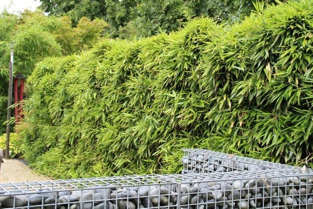  Bamboe (Phyllostachys Bissetii)