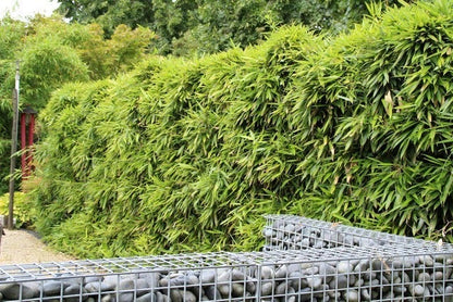  Bamboe (Phyllostachys Bissetii)