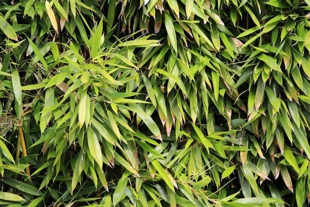  Bamboe (Phyllostachys Bissetii)