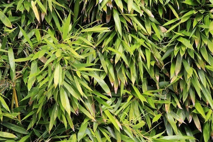  Bamboe (Phyllostachys Bissetii)
