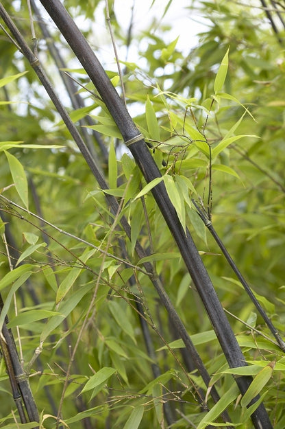 Bamboe (Phyllostachys Nigra)