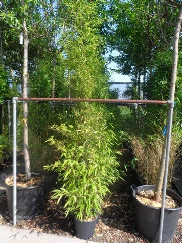  Bamboe (Phyllostachys Nigra)