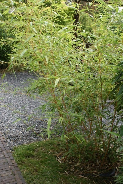 Bamboe (Phyllostachys Vivax 'Aureocaulis')